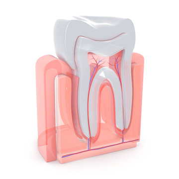 root canals